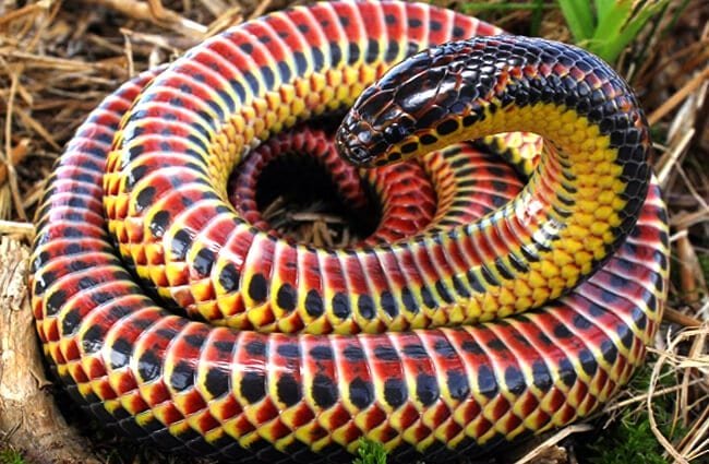 مزايين الثعابين Rainbow-snake-2-650x425